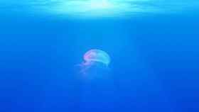 Estas son las curiosidades que desconocías sobre las medusas