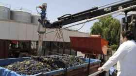 Felix Solís publica los precios iniciales de la uva este año: suben casi todas las variedades