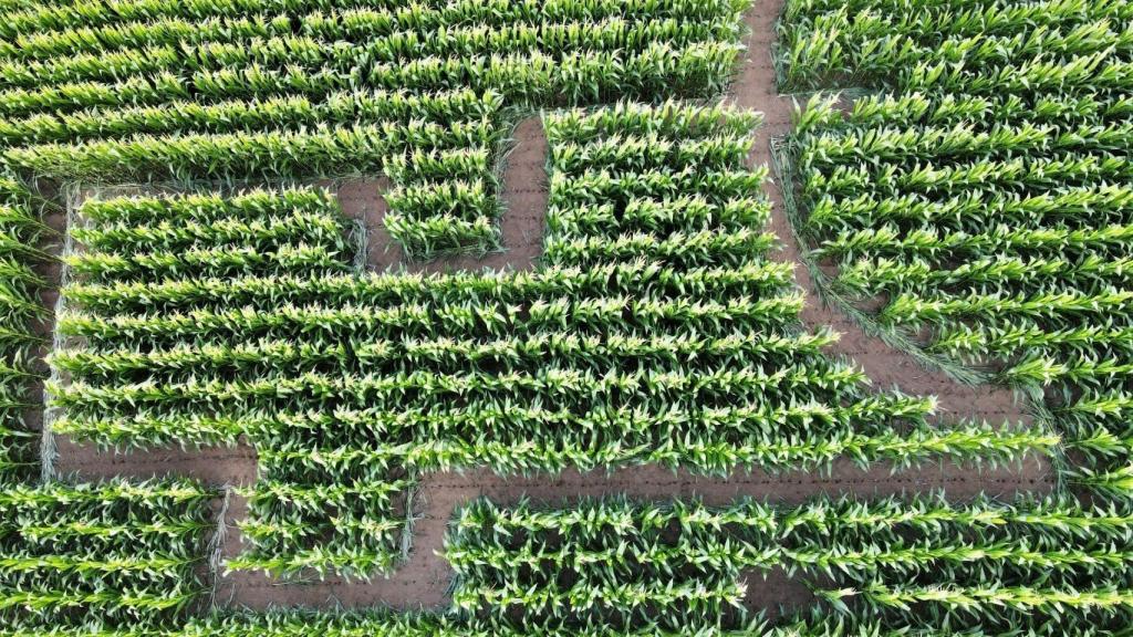 Vista aérea del laberinto de maíz en Cacheiras (Teo).