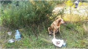 La perrita ya se encuentra con su familia.