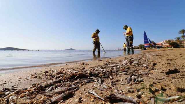 Trabajadores retiran los peces muertos del Mar Menor.