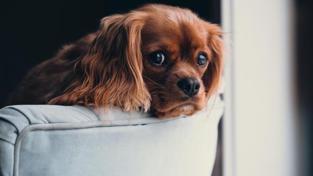 ¿Cómo dejar a mi perro solo en casa?