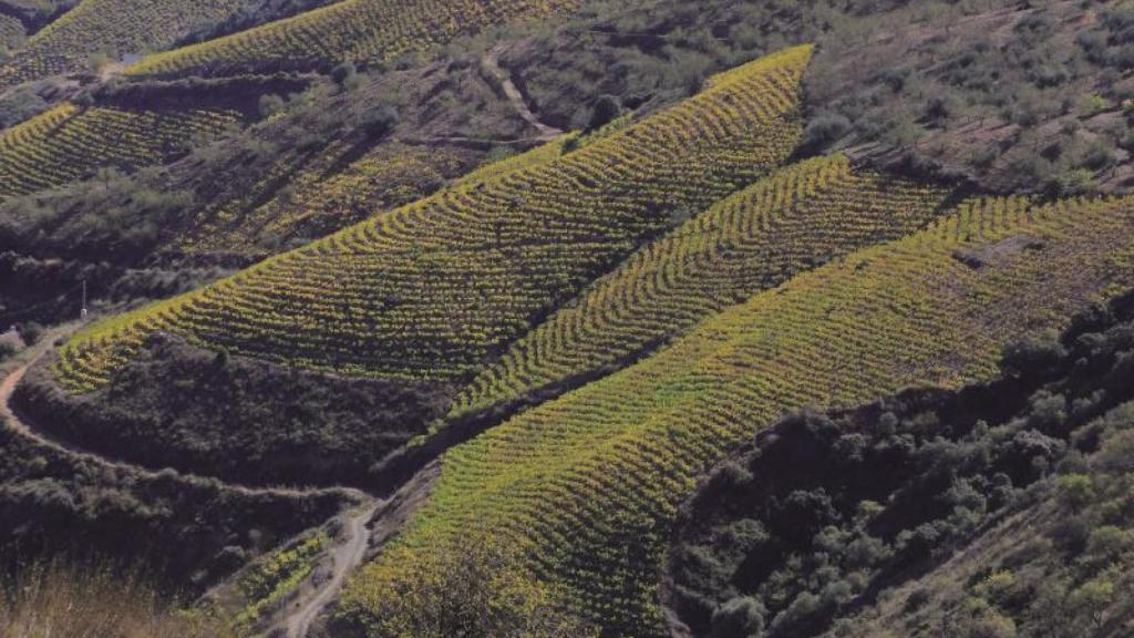 Viñedos en Moclinejo.