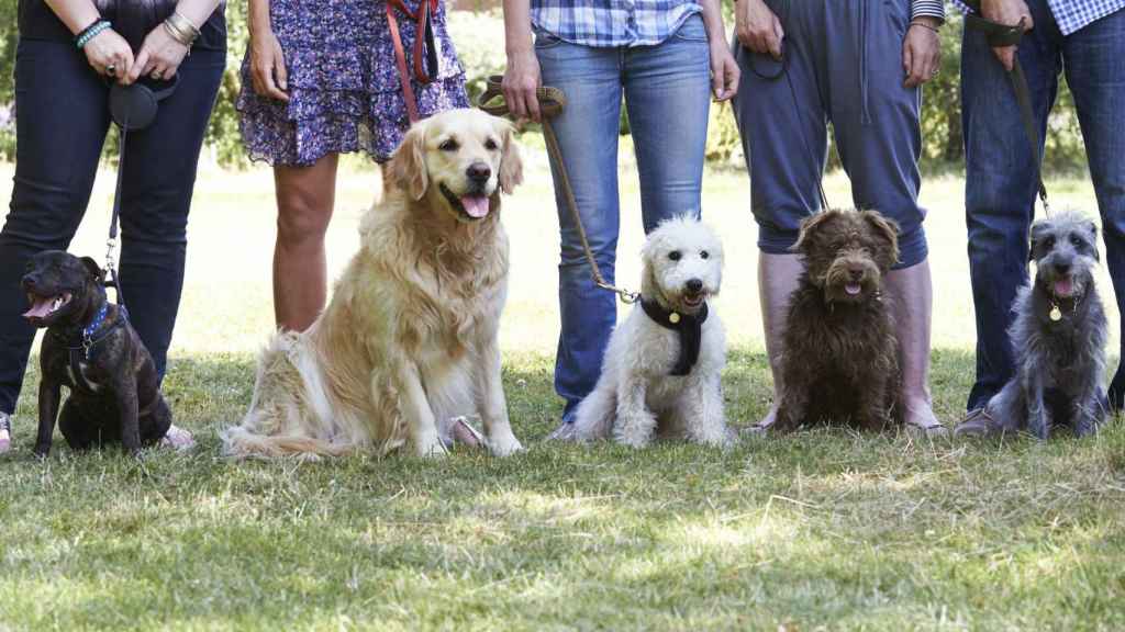 Diverticans, cursos para la buena ciudadanía canina en Pontevedra