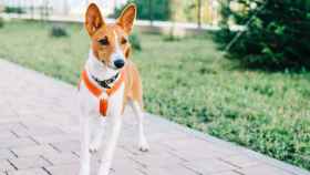 Dueños de perros denuncian la aparición de salchichas con clavos en las calles de Vigo