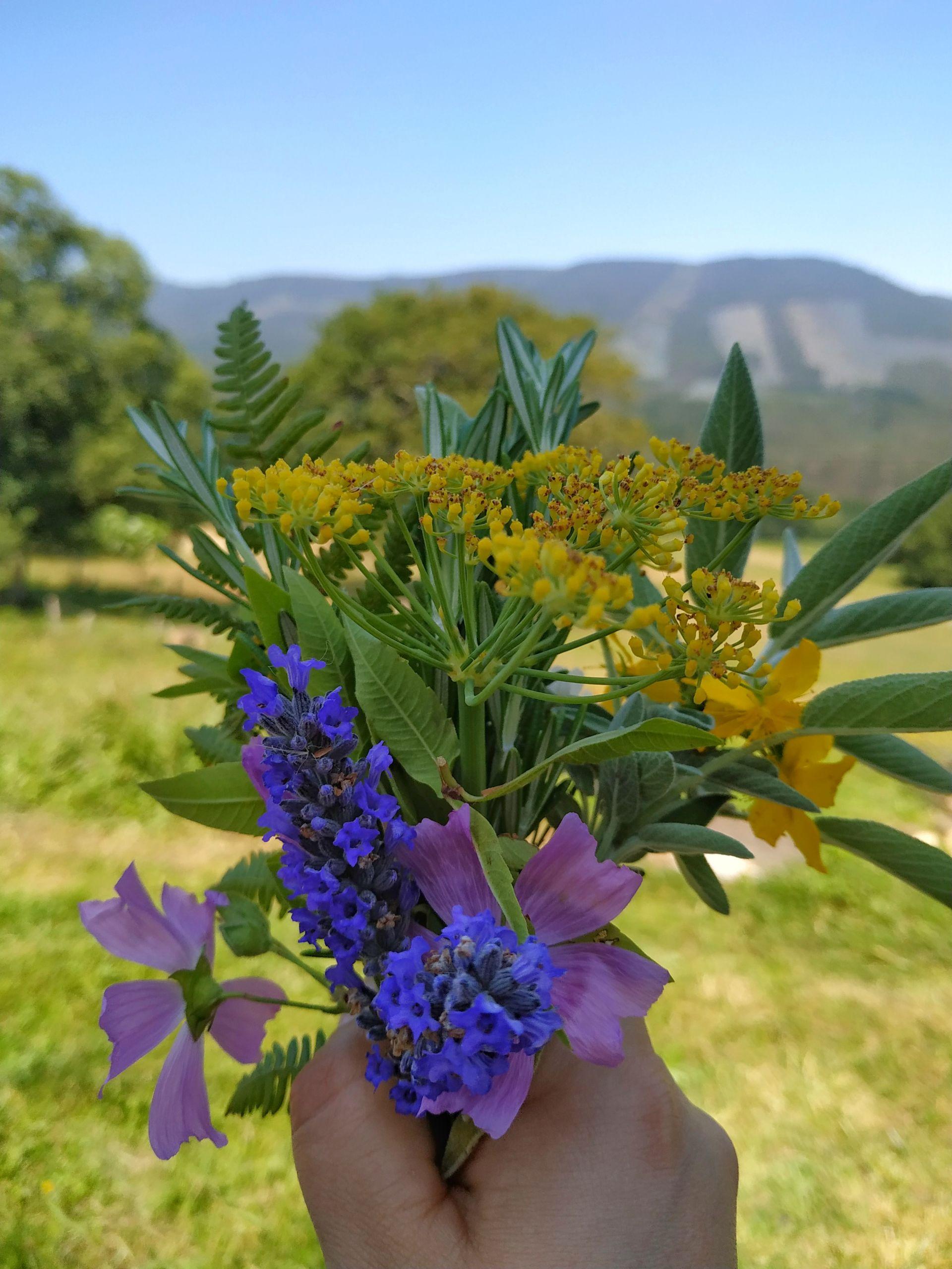 Algunas de las plantas recolectadas para usar en los productos de Argaia (Cedida).