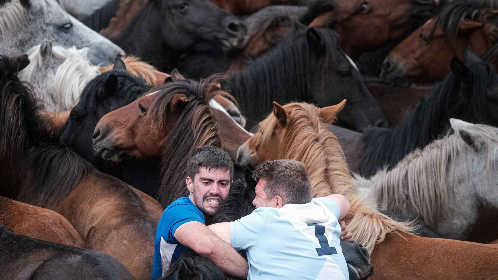 Caballos y ‘aloitadores’ en las fiestas de la Rapa das Bestas de Sabucedo, en A Estrada, Pontevedra.