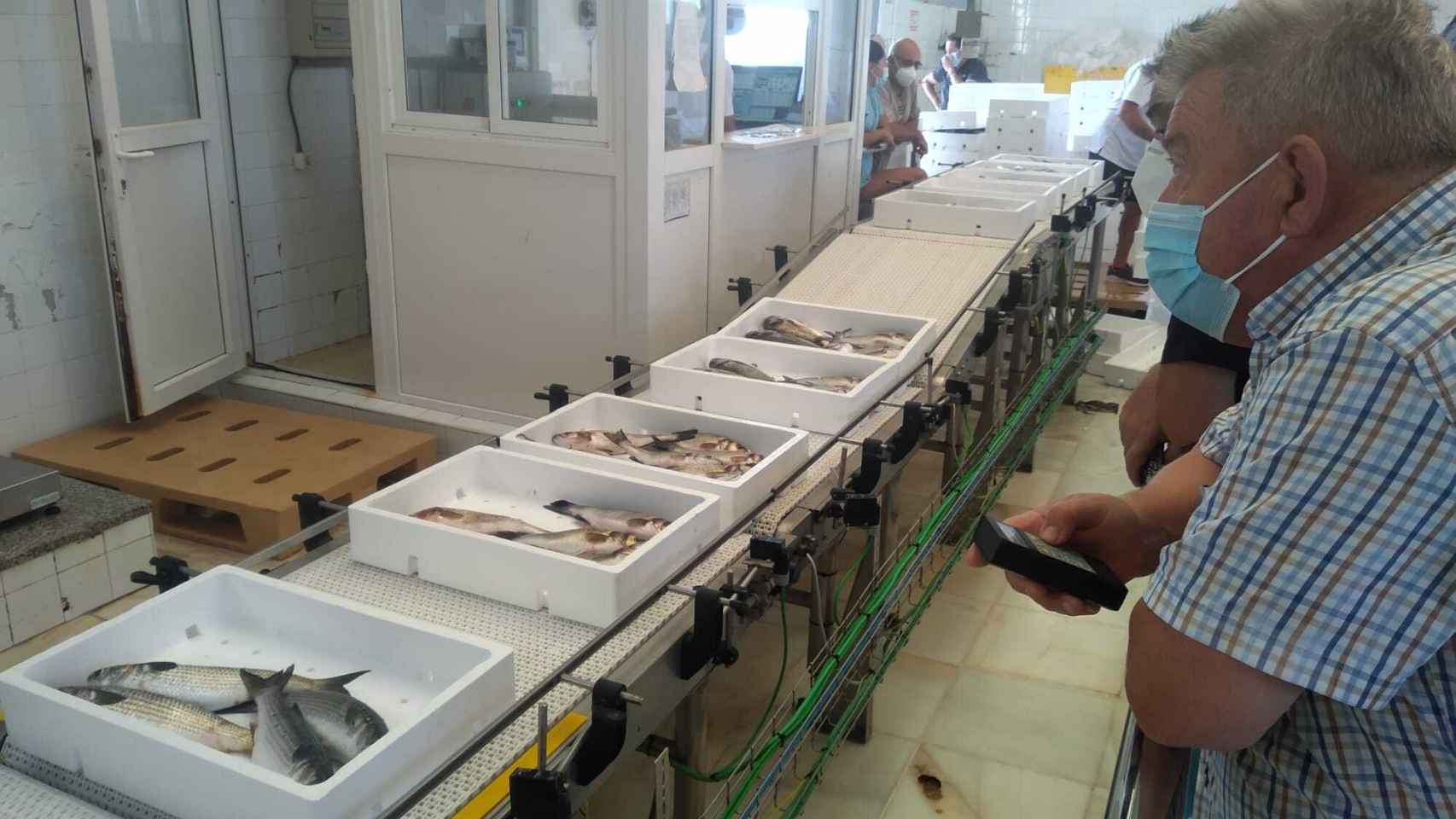 Cajas de pescado del Mar Menor pesadas, este lunes, en la subasta de la Lonja de Lo Pagán.
