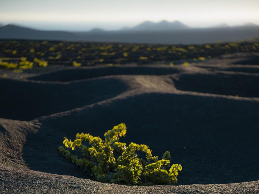 Malvasía volcánica en Lanzarote.