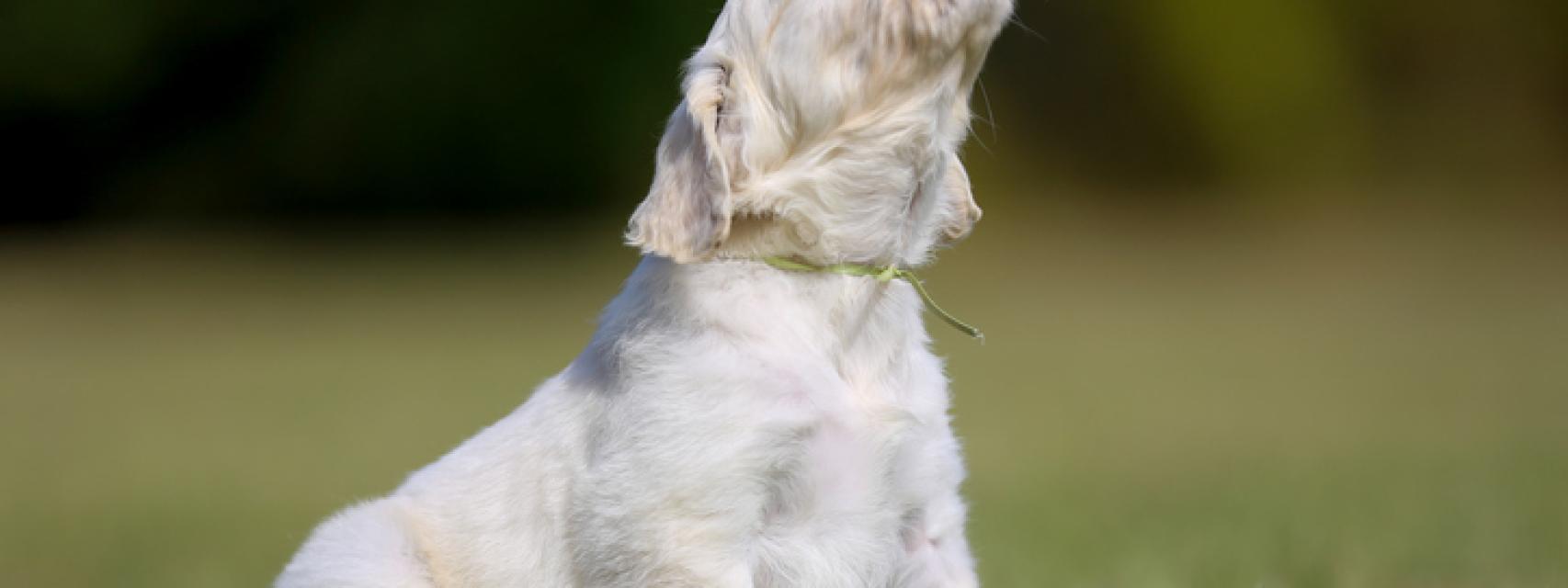 qué piensan los perros cuando aullamos