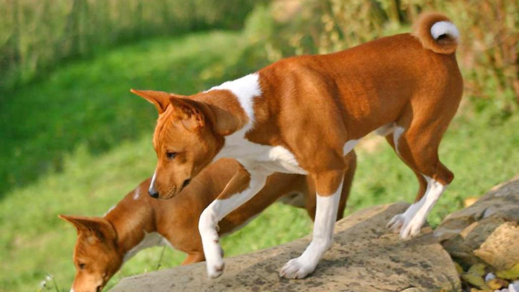 Basenji