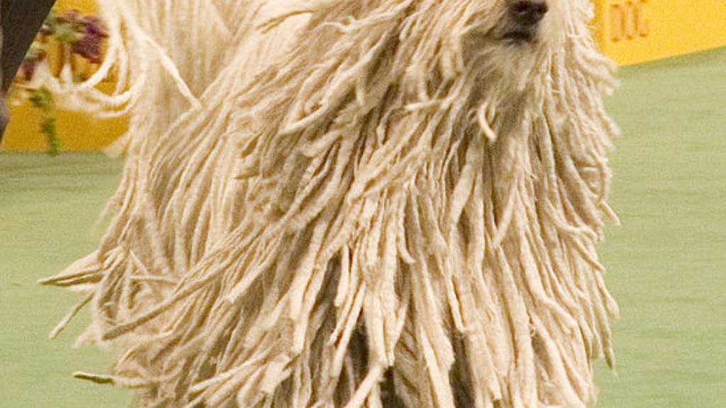 Komondor