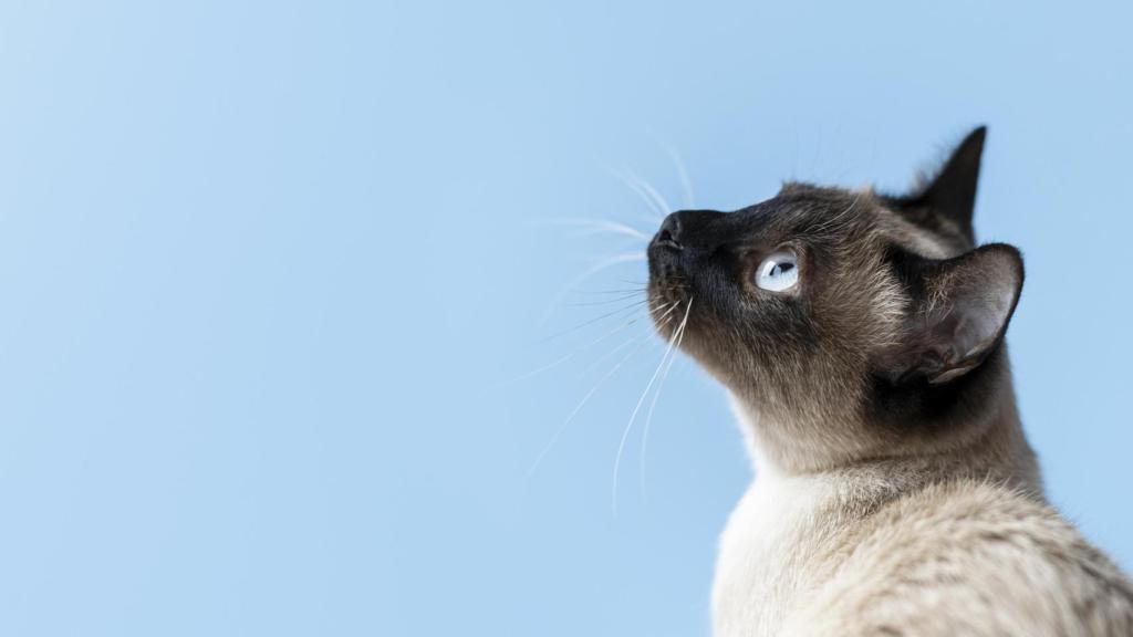 Qué pasa si un gato come chocolate