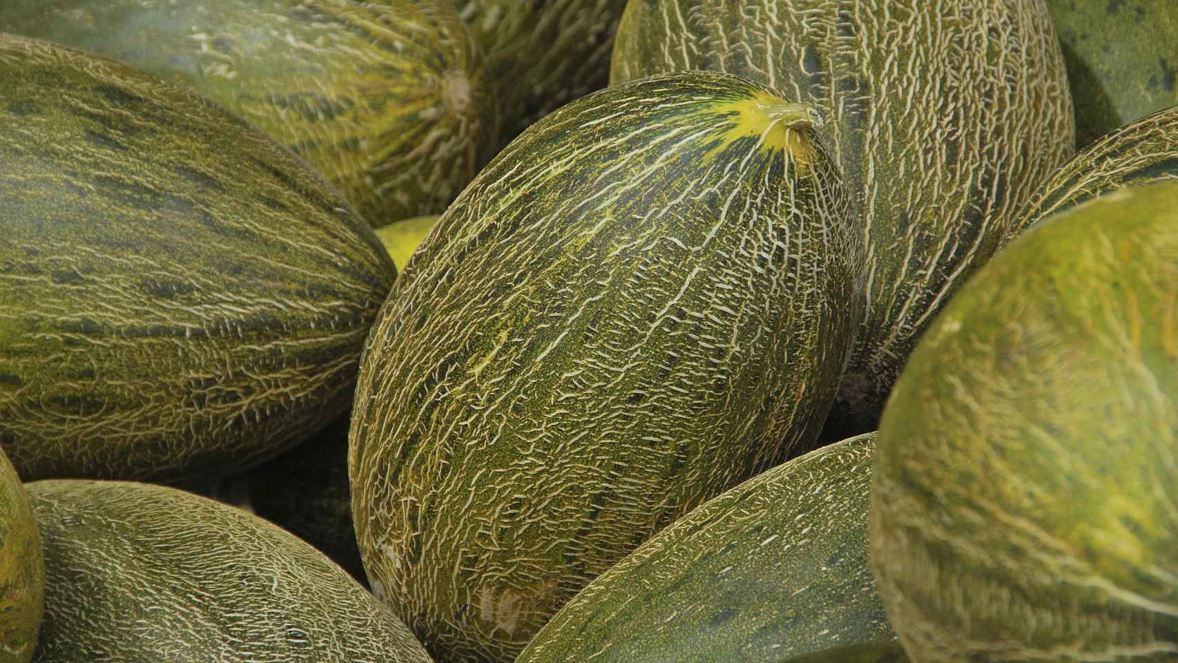 Melones 'piel de sapo' con sus características estrías.