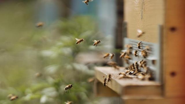 miel, abejas, apicultor