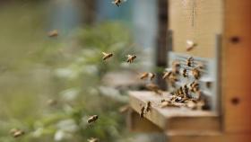 miel, abejas, apicultor