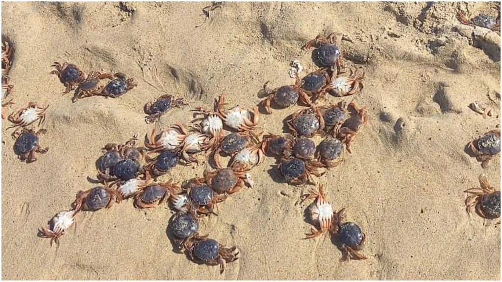 patudos en la playa de Meirás, en Ferrolterra .