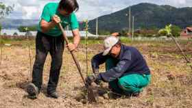 Cultivos del Baixo Miño (Pontevedra) con C de conscientes