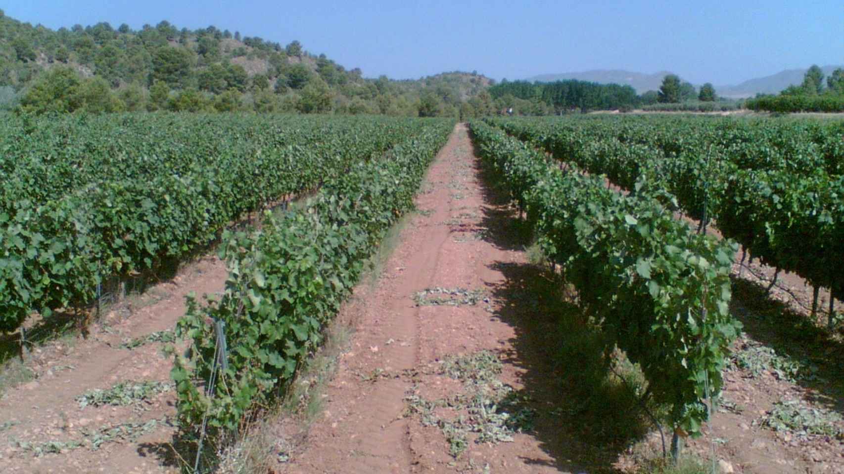 La escasez de ingenieros agrónomos pone en peligro el futuro de la agricultura sostenible en España