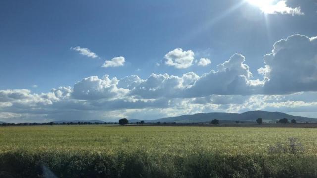 Archivo - Campo. Agricultura.