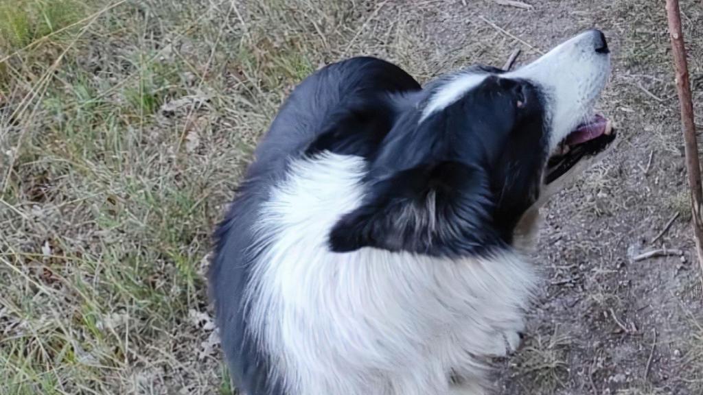 Buscan a un perro que fue robado este sábado en Xinzo de Limia (Ourense)