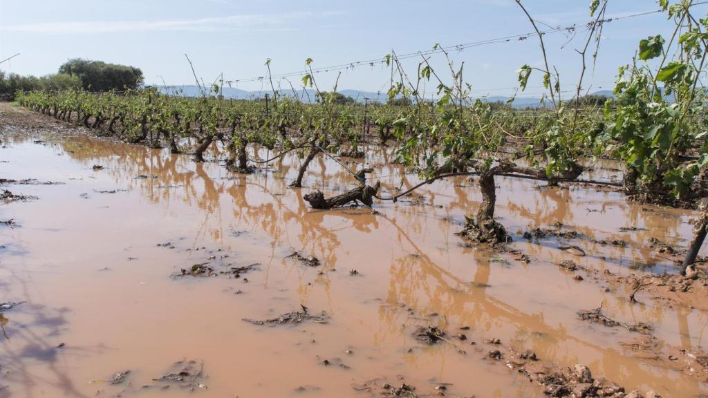 Viñedos destrozados por las tormentas