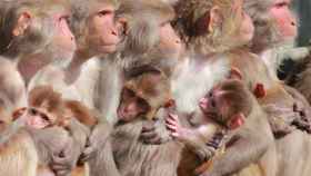 Hembras de macacos en el Centro Nacional de Investigación de Primates de California.