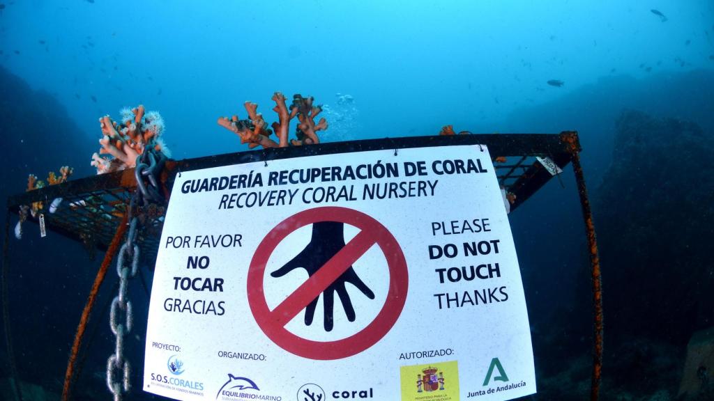 Guarderías de recuperación de corales en Málaga.