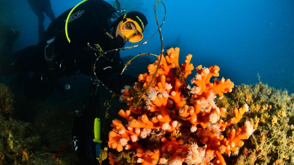 Los buzos de SOS Corales van actuando por fases y bajo la dirección de la bióloga Marina Palacios.