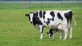 Imagen de una vaca con su cría en un pasto en una imagen de archivo.