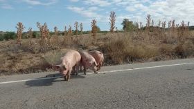 Tres cerdos en la CM-4000 tras el vuelco del camión que les transportaba.