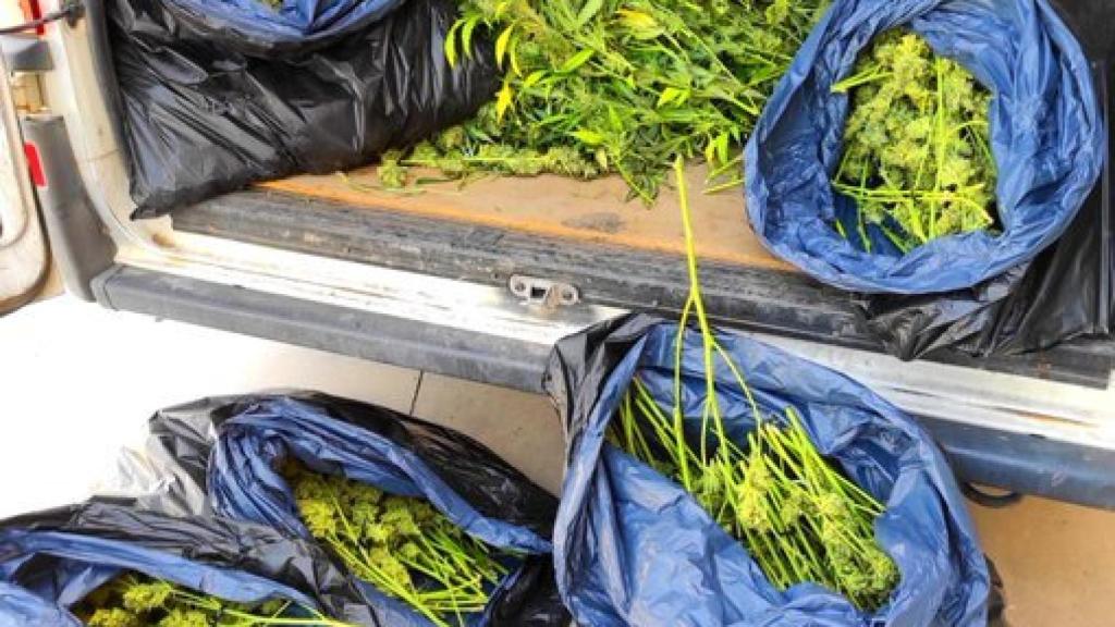 Imagen con las bolsas donde había 42 kilos de marihuana.