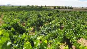 C-LM resuelve ayudas por casi 31 millones de euros para que viticultores puedan mejorar la competitividad de sus viñedos