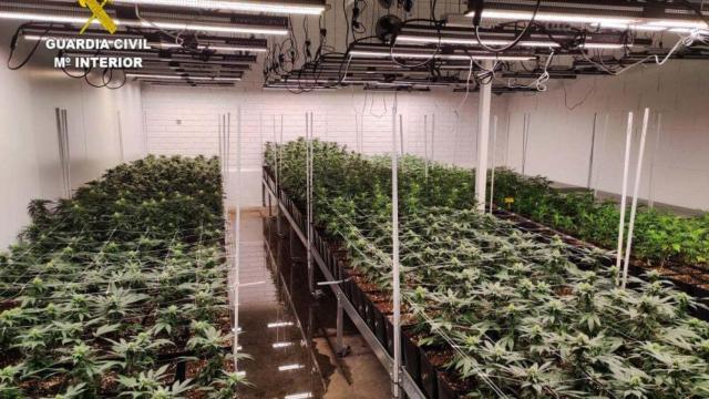 Encuentran en Cuenca una nave con 1.400 plantas de marihuana