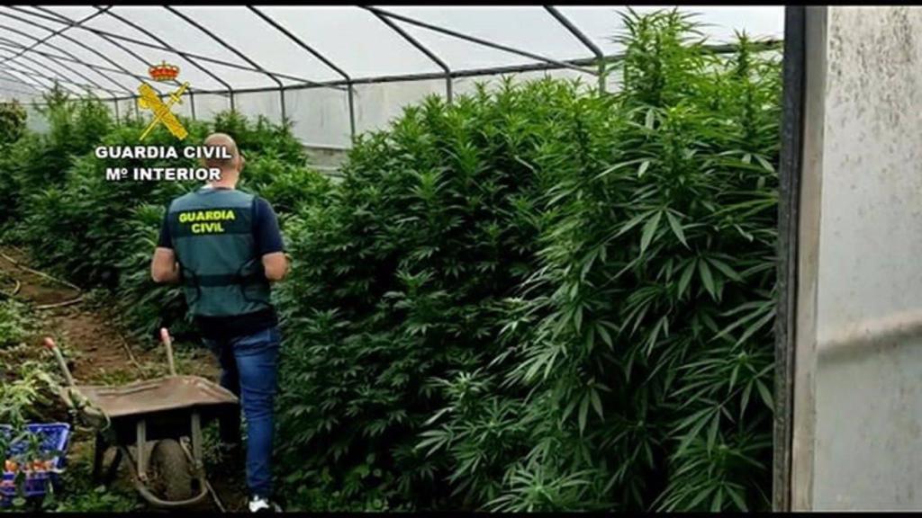 Plantación de cannabis en una imagen de archivo.