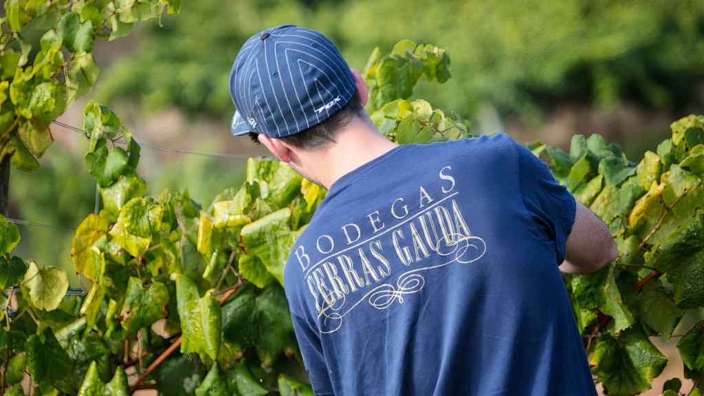 Terras Gauda te invita a vivir la experiencia de la vendimia en Galicia desde dentro