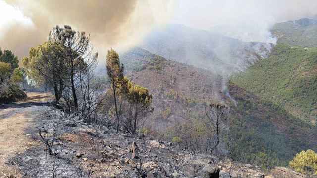 Imagen de la zona quemada por el incendio de Sierra Bermeja.