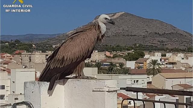 El buitre leonado fue avistado por un vecino que avisó a la Guardia Civil.