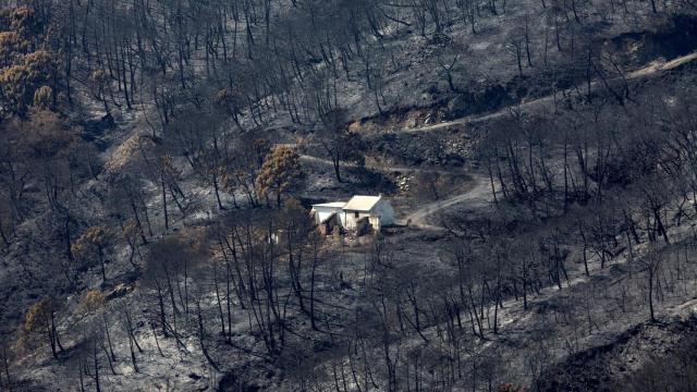 Hectáreas de monte quemado por el incendio de Sierra Bermeja, Málaga.