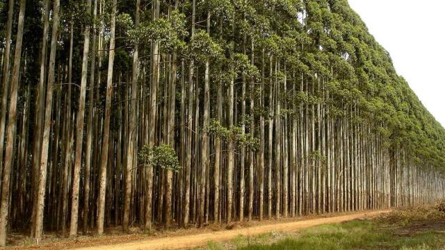 Bosque de eucaliptos en Galicia.