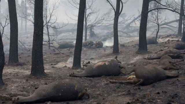 Los animales también son víctimas de los incendios forestales.