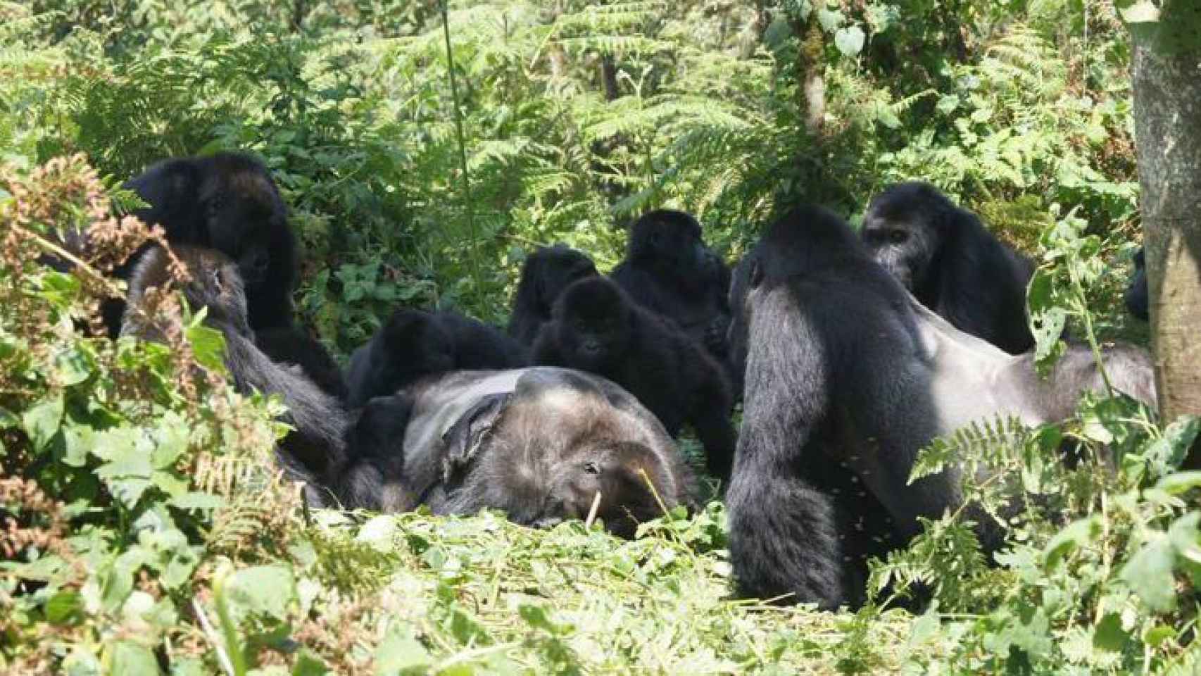 Un grupo de gorilas observa el cadáver de un espalda plateada.