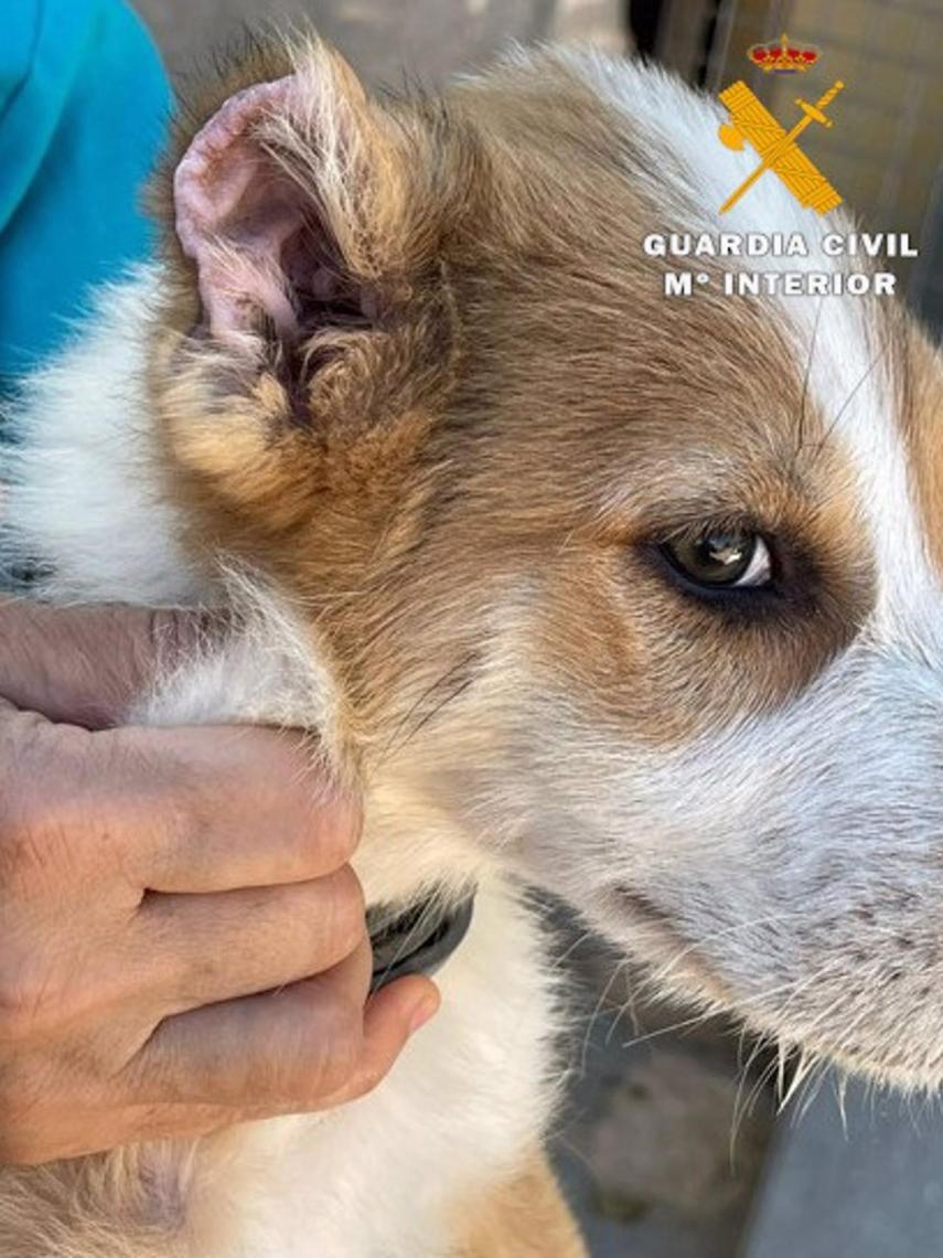 Maltrato animal. Foto: Guardia Civil