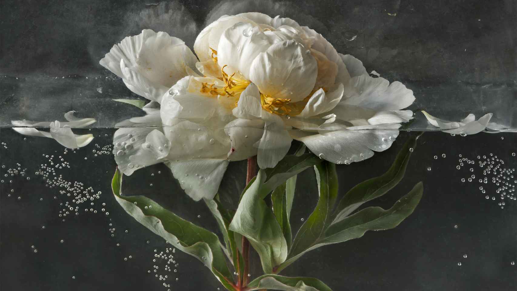 La peonia es una de las flores que muestra Pilar Pequeño en esta muestra.