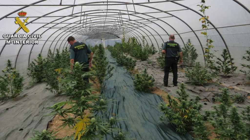 Plantación de marihuana en Silleda (Pontevedra).