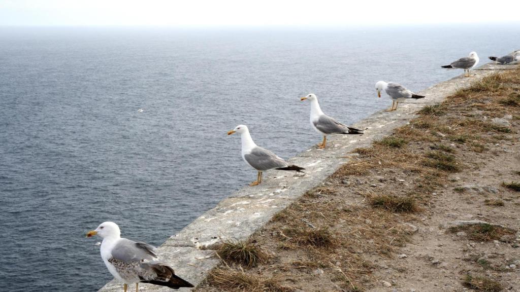 Varias de estas aves en las Islas Cíes.