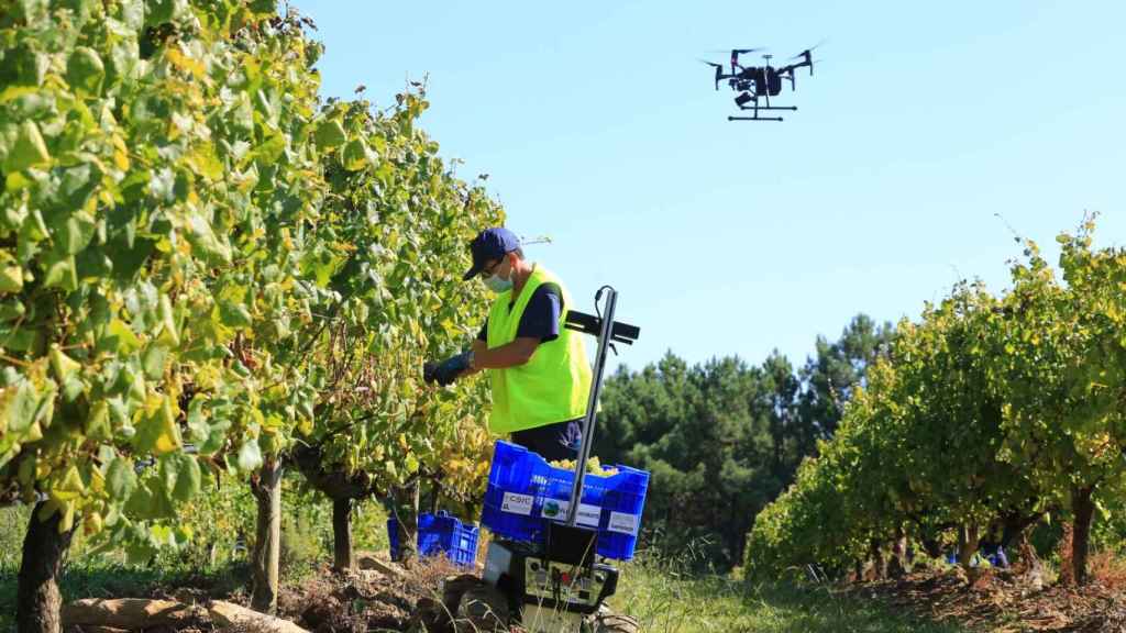 Ponen a prueba un proyecto internacional de robótica en el viñedo de O Rosal (Pontevedra)