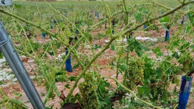 Daños en el campo en distintos municipios de la provincia de Albacete