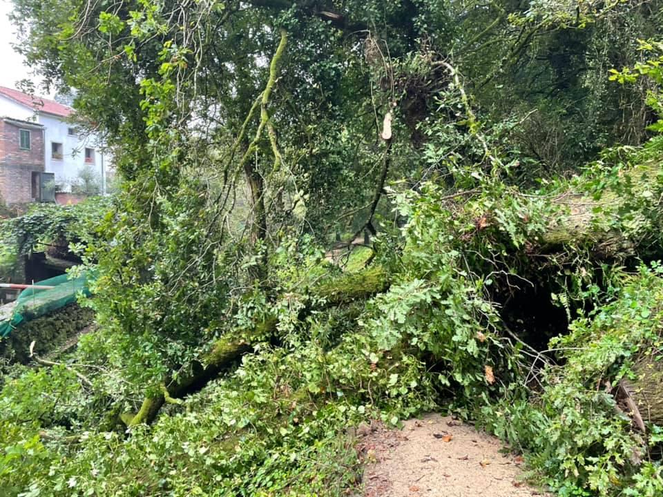 El árbol caído sobre el paseo fluvial del Río Sarela.