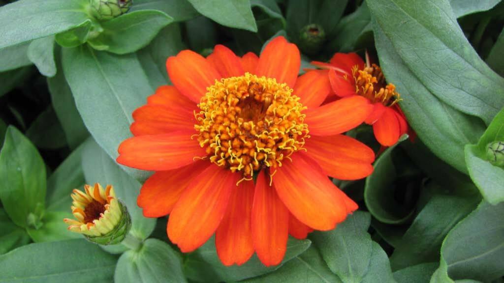 Zinnia